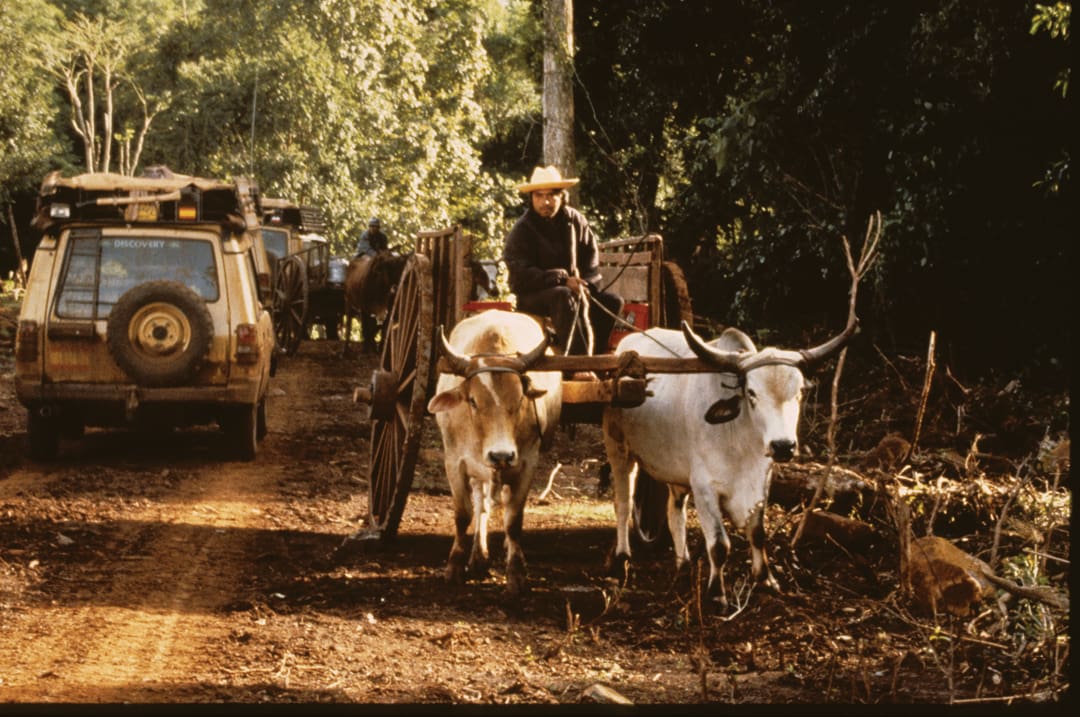 A person in a hat drives an ox cart with two oxen on a dirt road, while a Land Rover follows behind. Dense forest surrounds the road.