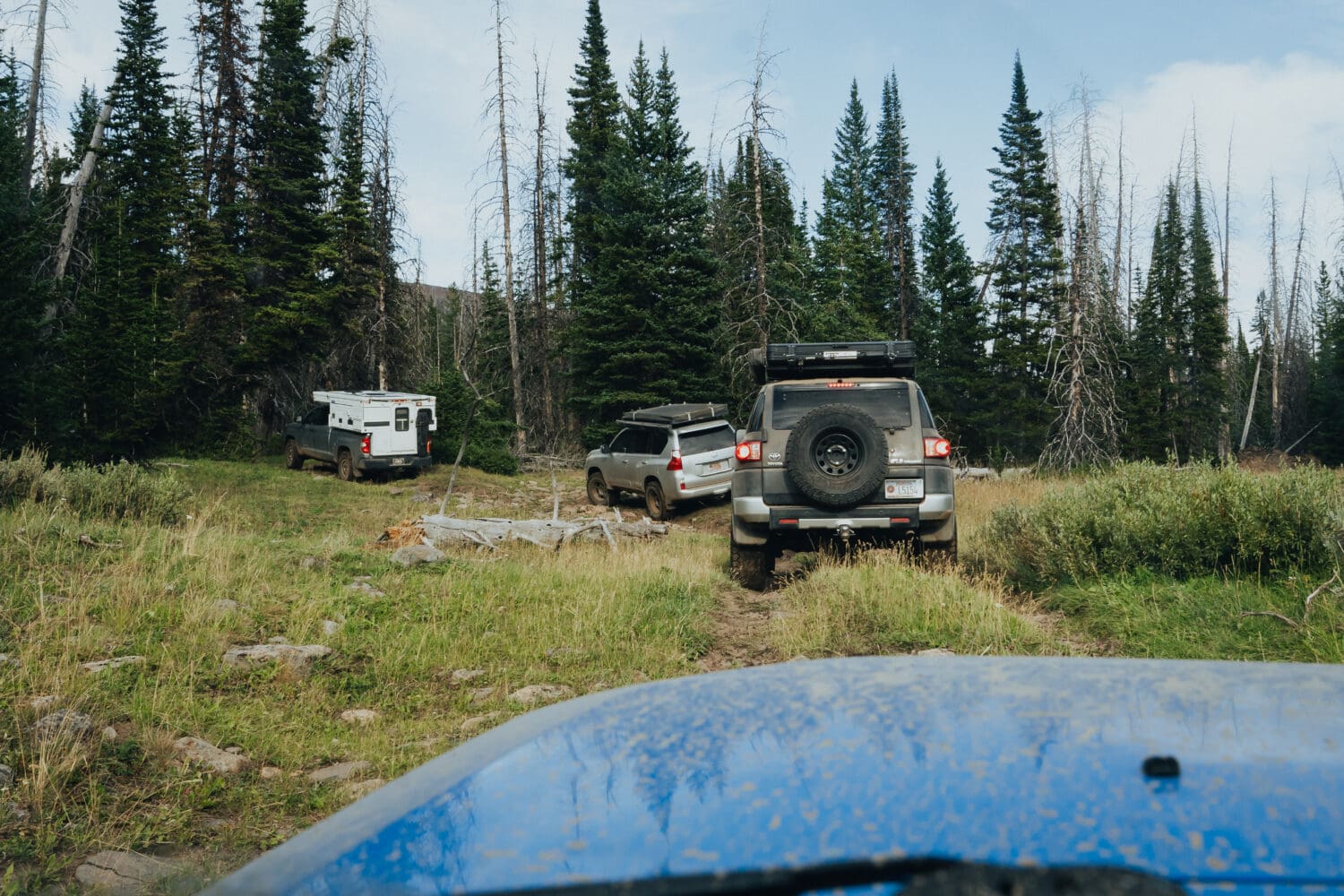 Three off-road vehicles drive along a rough forest trail surrounded by tall pine trees and grassy terrain in Montana’s Gravelly Range, viewed from behind the wheel of another vehicle, capturing the spirit of exploring rugged backcountry.