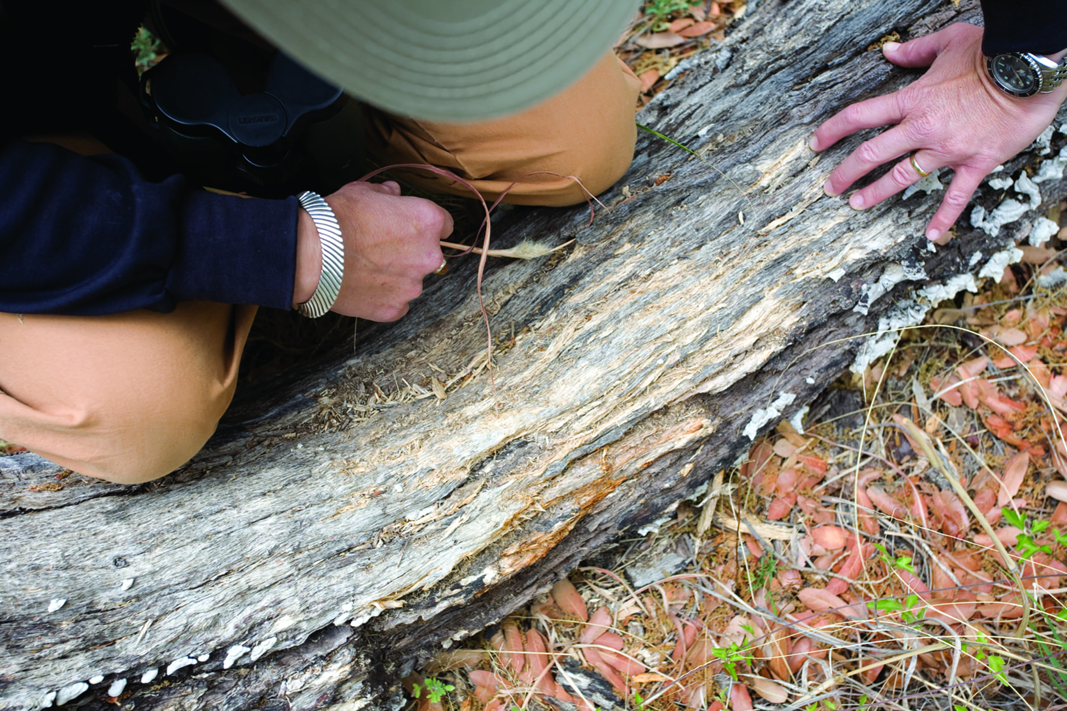 A person examines a fallen tree trunk outdoors near the Arizona borderlands, using their hands to inspect its rough, weathered surface. Greenery and leaves surround the log as they search for signs of wild cats.