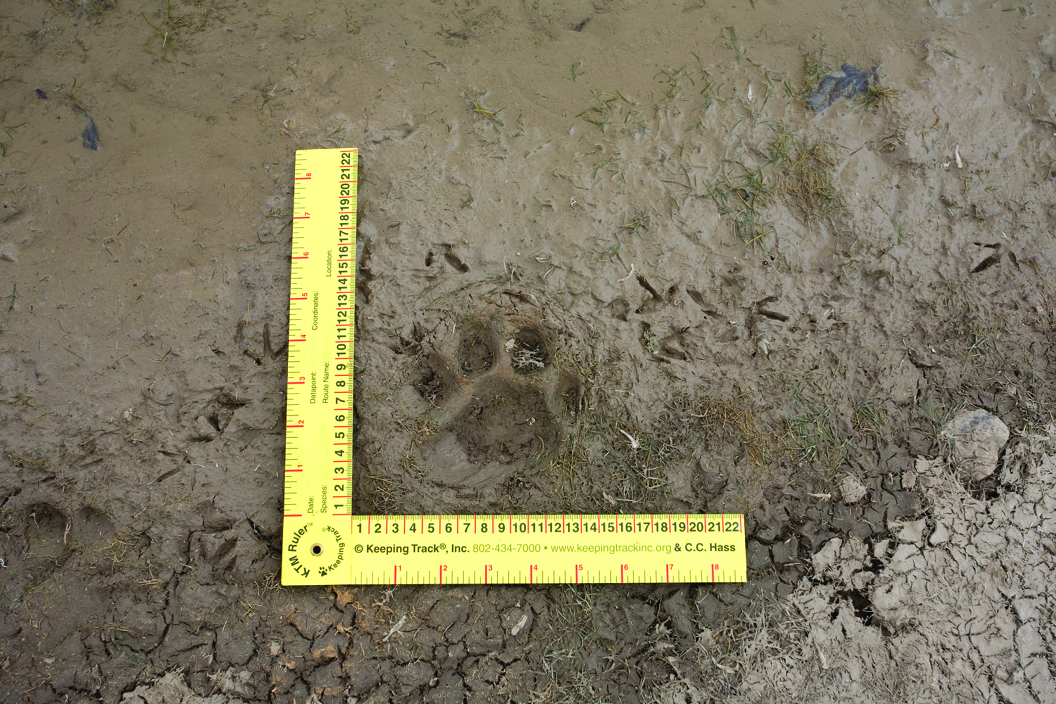 A large Jaguar paw print in wet mud, measured with two yellow rulers forming a right angle, shows the track is about 4 inches wide and long—possibly spotted in the Arizona borderlands. Small bird tracks are also nearby.