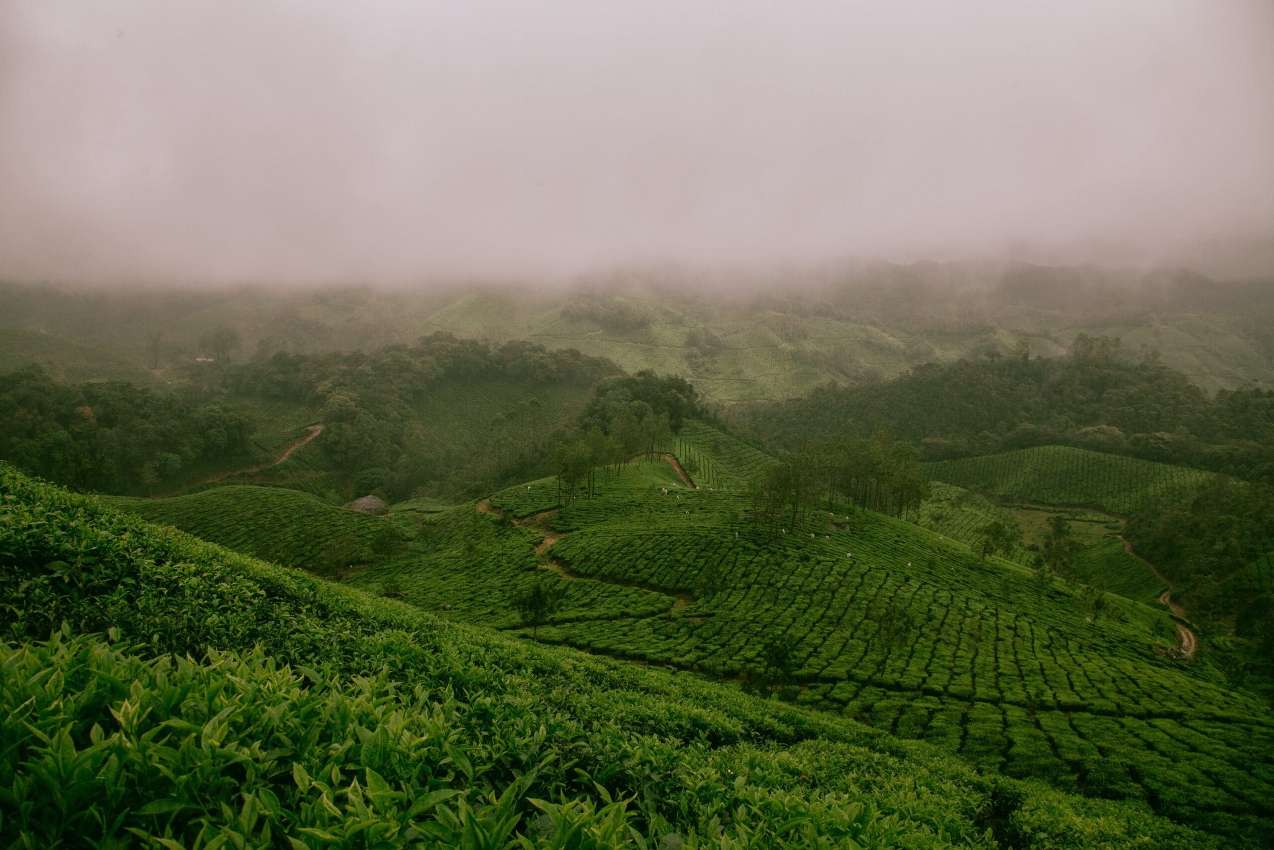 Foggy green hills covered in tea plantations, with winding paths and dense greenery, fade into mist under an overcast sky—a classic kit for tranquil escapes and timeless beauty.