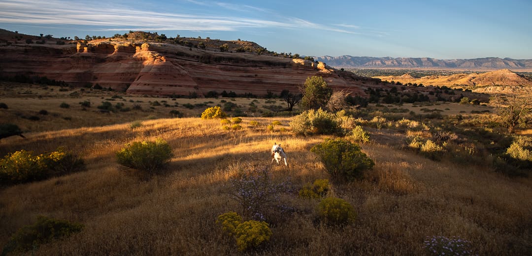 A dog runs through sunlit grass in a wide, arid desert landscape with red rock formations, scattered shrubs, and distant mountains under a blue sky—capturing the beauty of fall in Colorado, often considered the best season to experience such breathtaking scenery.