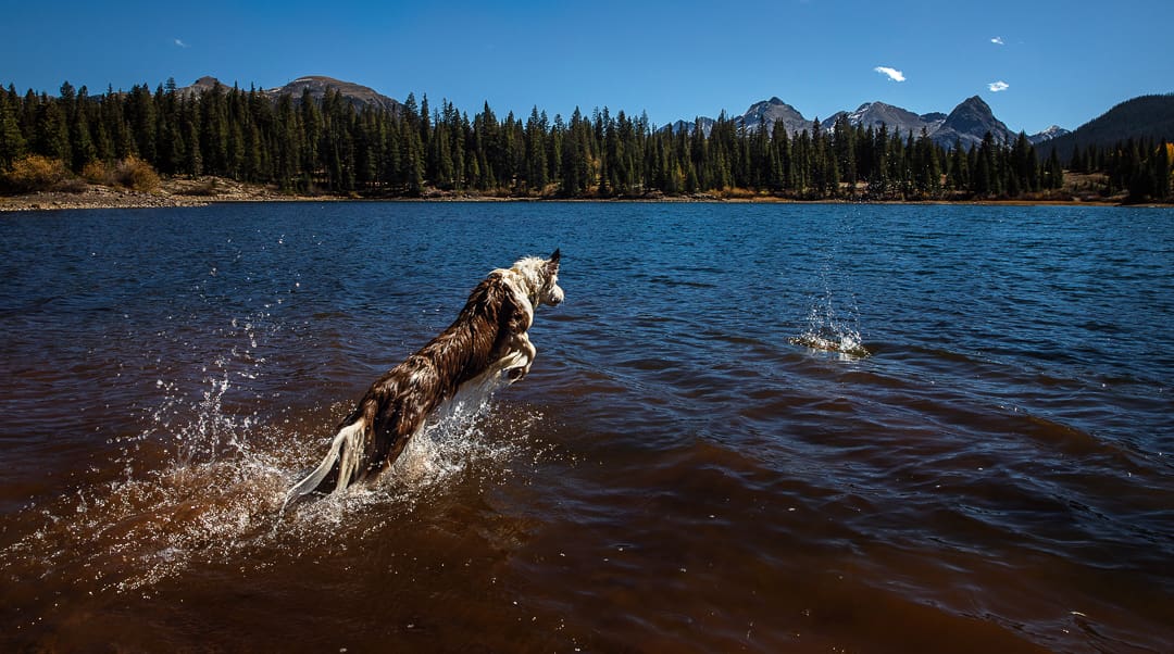 A dog leaps energetically into a lake, splashing water, with a forested shoreline and distant mountains visible under a clear blue sky—the scene perfectly capturing the vibrant beauty of Colorado fall, the best season for outdoor adventures.