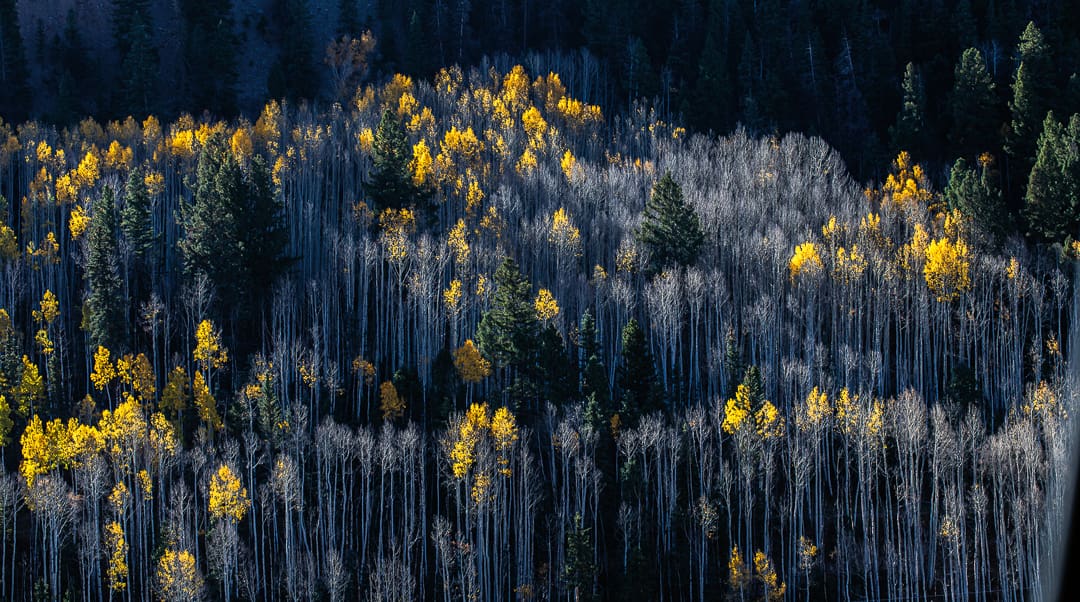 A forest with tall, leafless trees and clusters of vibrant yellow autumn leaves scattered among dark green pines, illuminated by sunlight against a shadowy background—a vivid scene that perfectly captures the beauty of fall in Colorado.