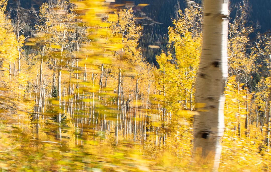 A blurred autumn forest scene with tall trees and golden-yellow leaves, dominated by a white-barked tree in the foreground. The motion blur creates a sense of movement and energy in the colorful landscape, perfectly capturing the vibrant beauty of fall in Colorado.
