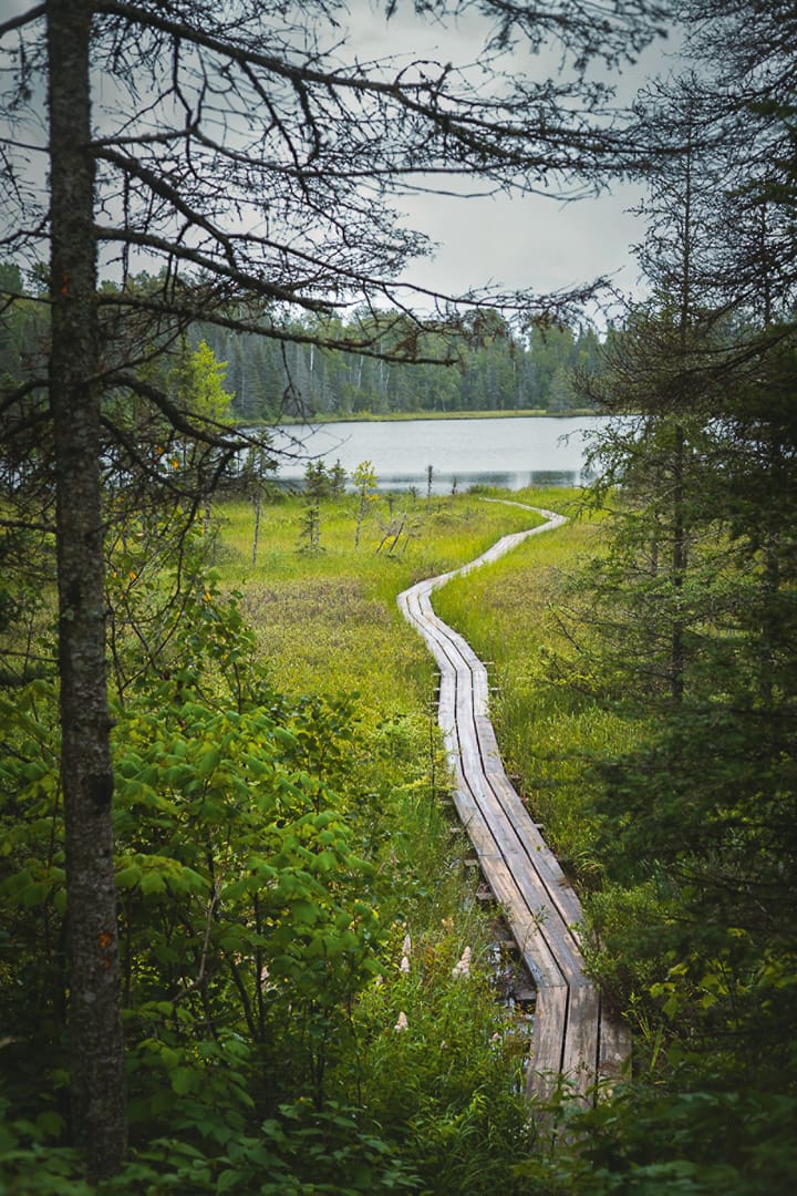 A narrow wooden boardwalk winds through lush green forest and marshland, offering the perfect escape as it leads to a serene lake under a cloudy sky.