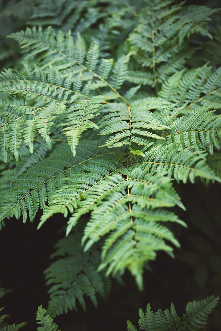 Close-up of green fern leaves with sunlight highlighting their detailed, feathery fronds. The background is dark, making the vibrant leaves stand out—an inviting scene reminiscent of a quiet moment on an adventure through Minnesota’s forests during a bikepacking journey.
