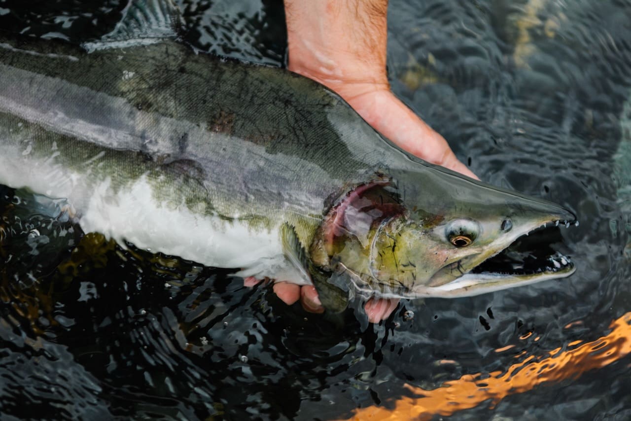 A persons hand gently holds a large fish, likely a salmon, near the surface of the water. The fishs mouth is open, showing sharp teeth, and it has a mottled green and silver body.
