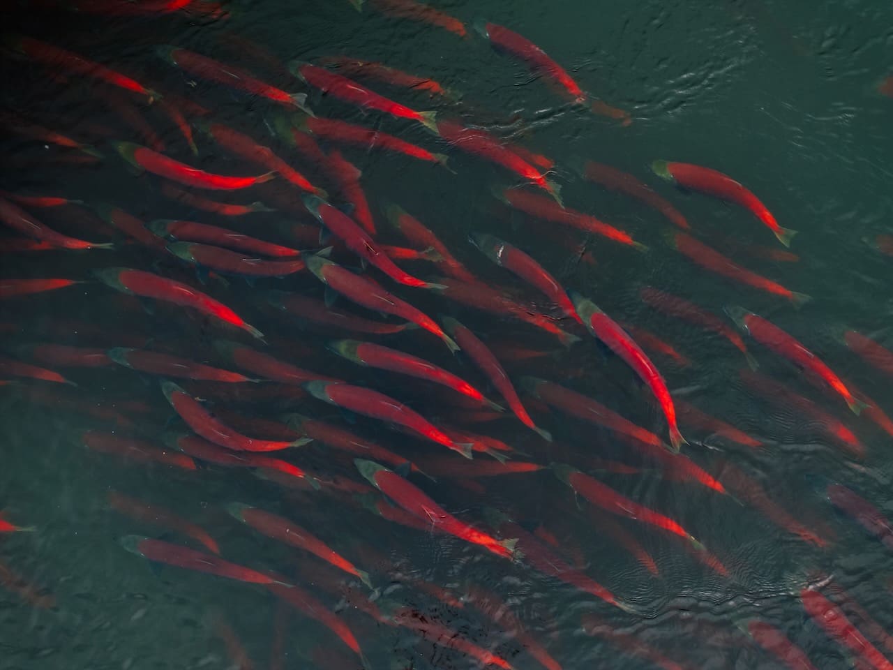 A large group of bright red fish swim closely together in dark green water, creating a striking contrast.