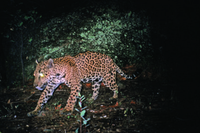 A jaguar with glowing eyes walks at night in a forest near the Arizona borderlands, illuminated by a camera flash. Dense greenery and a large mossy rock are in the background.