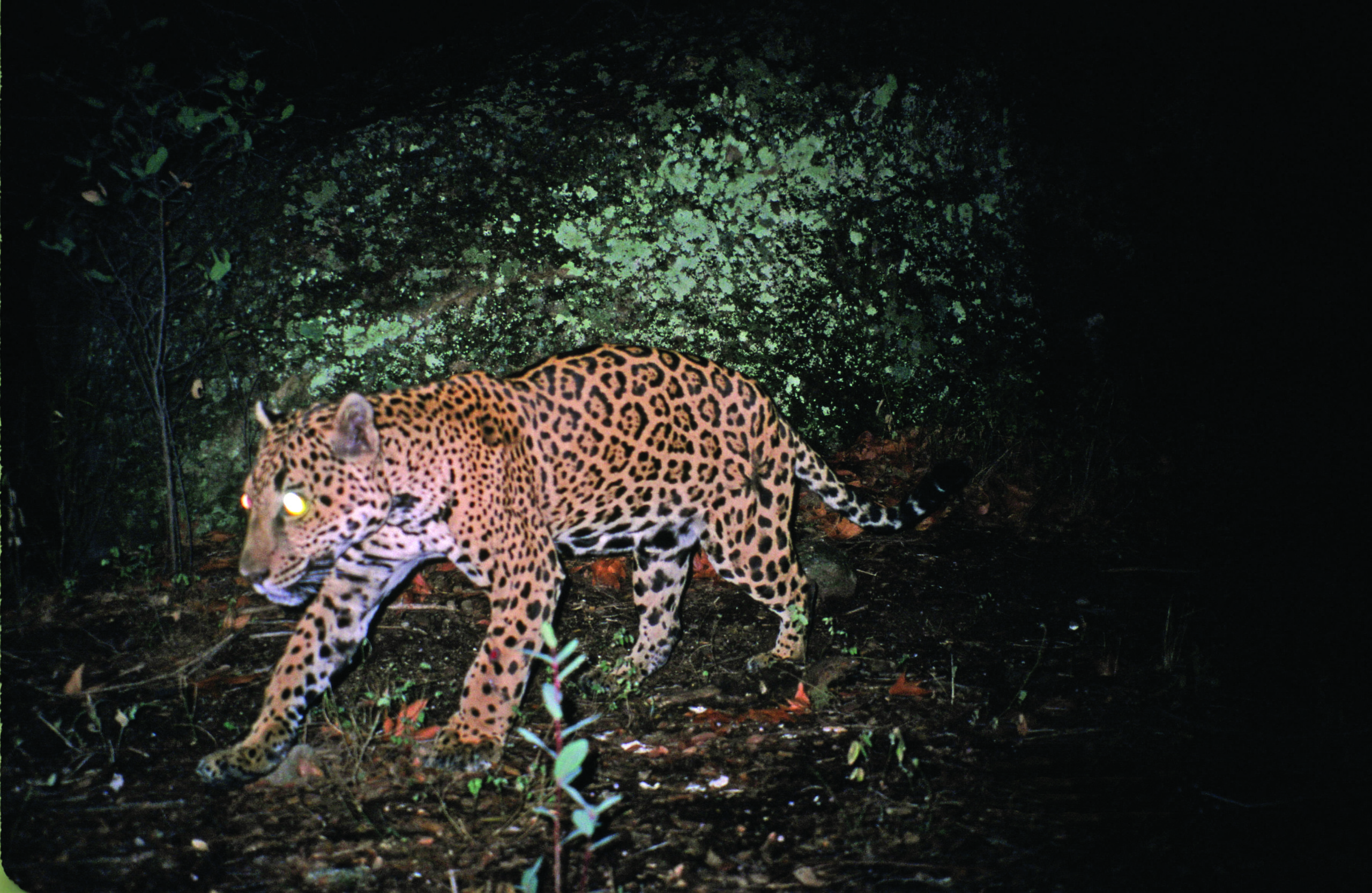 A jaguar with glowing eyes walks at night in a forest near the Arizona borderlands, illuminated by a camera flash. Dense greenery and a large mossy rock are in the background.