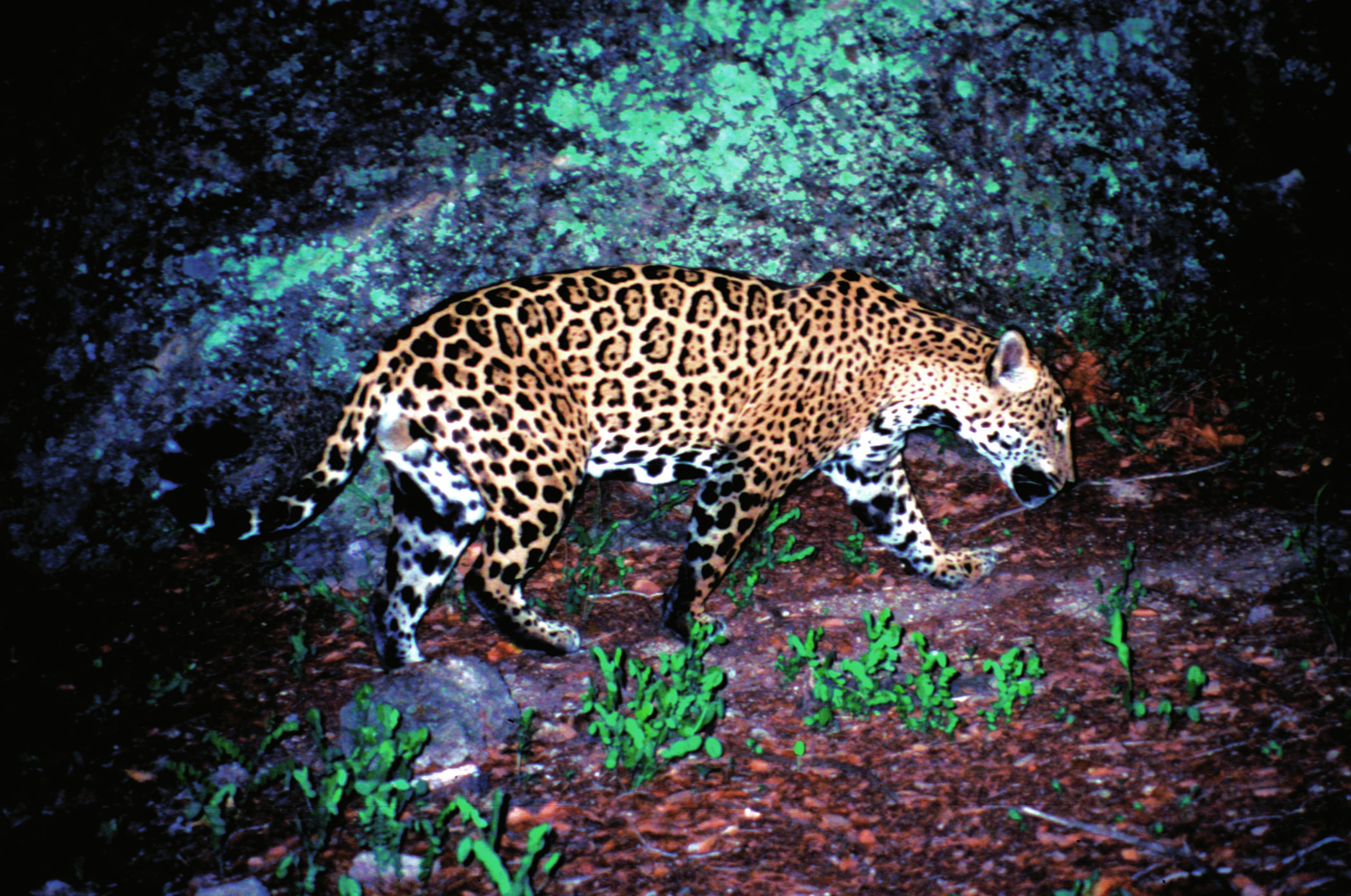 A jaguar with a yellow coat and black spots walks on the forest floor at night, passing a large rock covered in green moss in the lush Arizona borderlands, surrounded by plants.