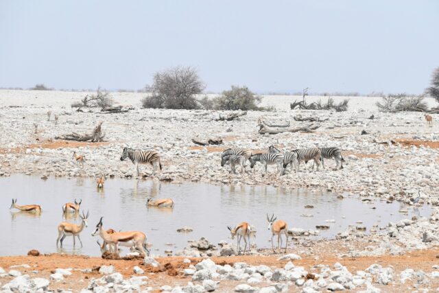 Zebras and antelopes drink from a watering hole in a dry, rocky landscape with scattered shrubs and distant trees under a pale sky, capturing a scene reminiscent of those often featured in Overland News.