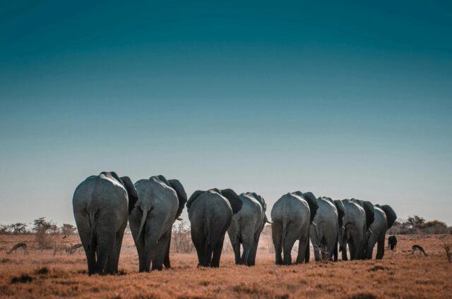 A group of elephants is walking away across dry grassland under a clear blue sky, viewed from behind—a tranquil scene reminiscent of an Overland News wildlife feature.