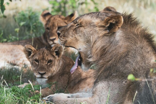Three lions rest on grass in the shade. One lion is yawning with its mouth wide open, showing its teeth and tongue, while the other two lions lie nearby, looking relaxed—a tranquil moment that could easily grace the pages of Overland News.