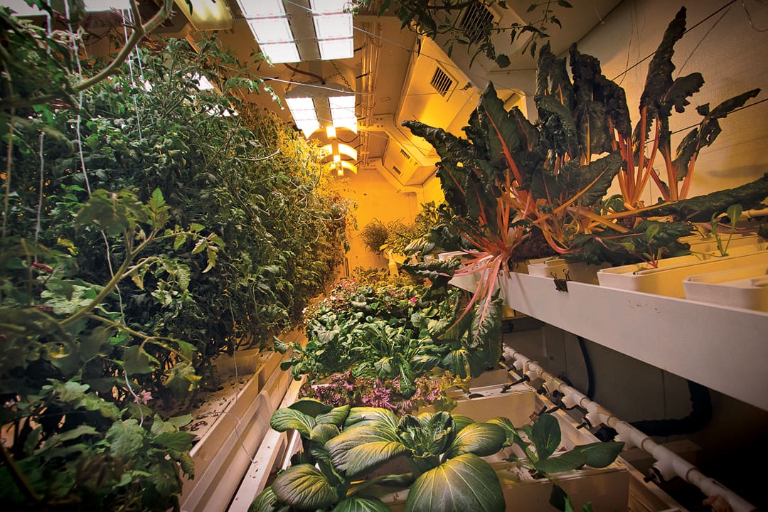Indoor vertical farm at White Desert in Antarctica with leafy greens and tomato plants growing in tiered hydroponic channels under artificial lights.