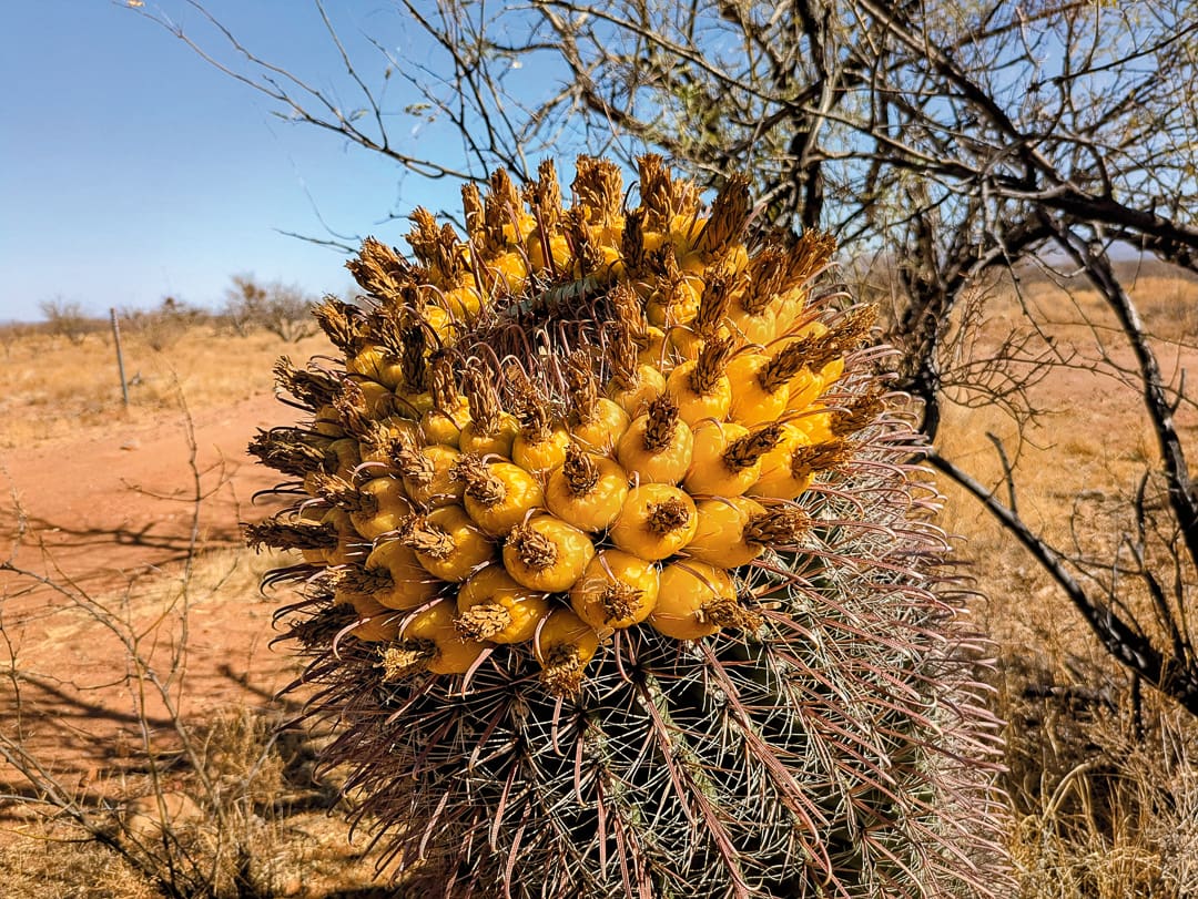 A spiny barrel cactus topped with a cluster of bright yellow, round fruit, viewed along the Arizona Traverse in a desert landscape.