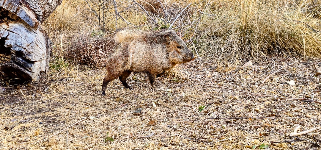 A javelina stands in a dry, grassy area of the Coronado Borderlands near a large fallen log.