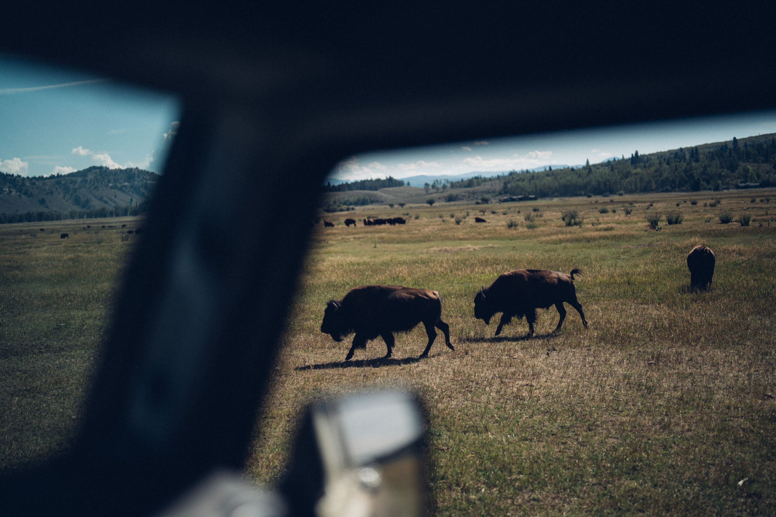 View from inside a vehicle near Cooke City, showing bison grazing in an open grassy field with distant hills and a partly cloudy sky in the background.