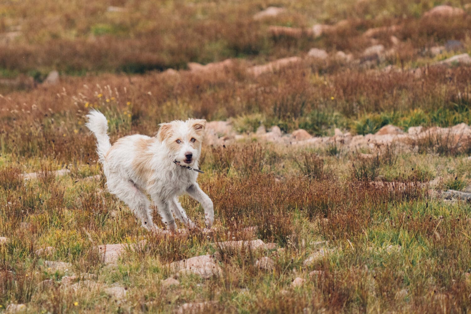 A fluffy white dog runs joyfully through a grassy, rocky field near Cooke City on a sunny day.